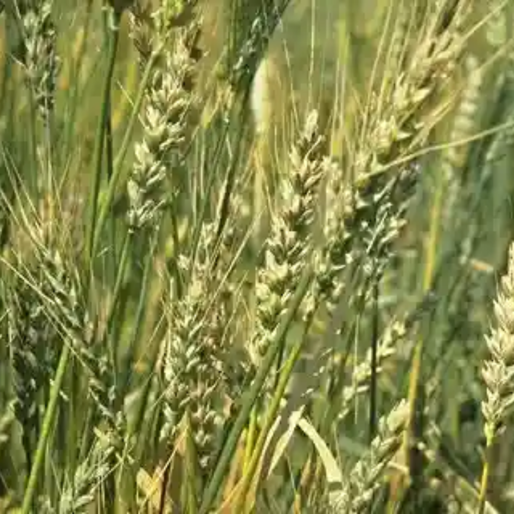 गेहूं का करनाल बंट