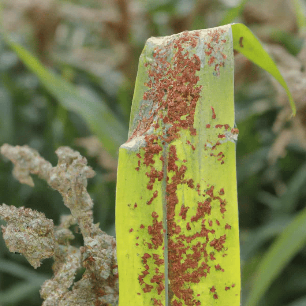 Crop disease reference