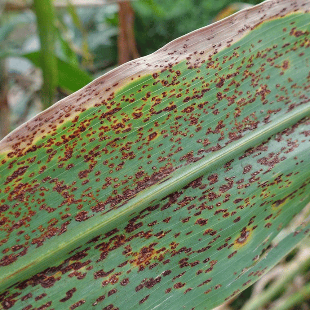 Crop disease reference