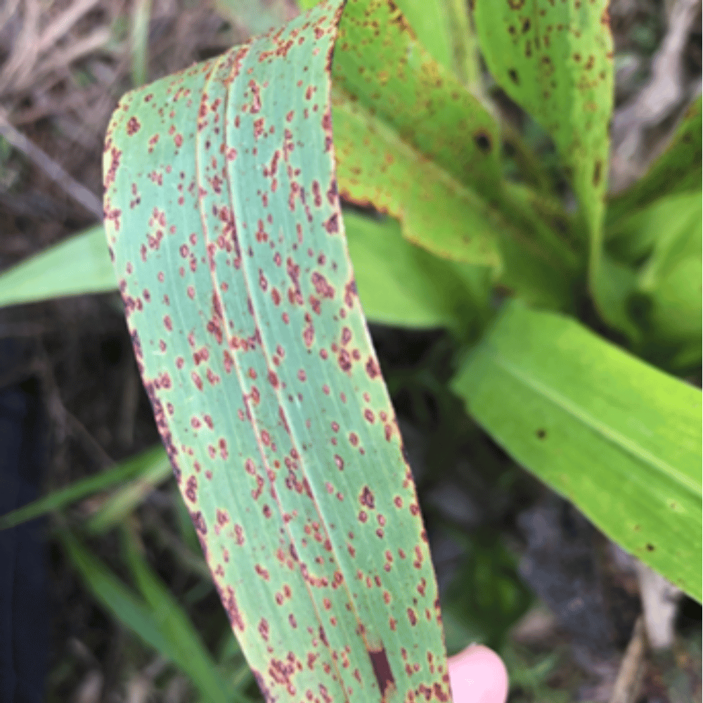 Crop disease reference